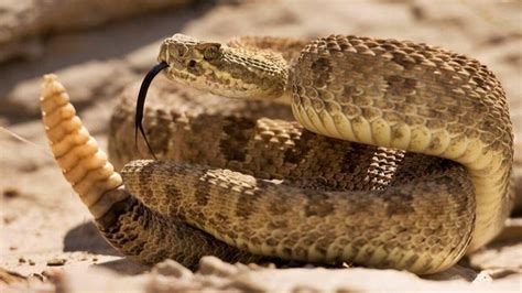 Misunderstood rattlesnakes have a tender side, study finds - India Today