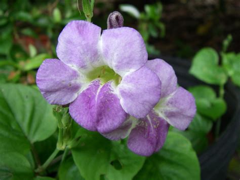 Vital trust in the Divine : spiritual meaning of flower
