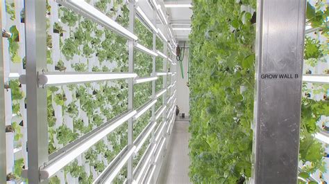 Denver restaurant uses hydroponic farming | 9news.com