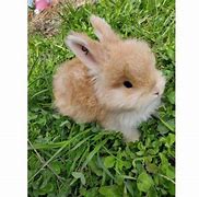 Image result for Angora Baby Bunnies