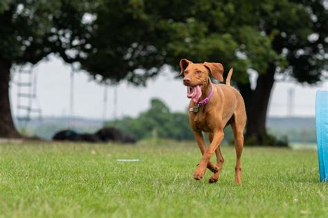 RECALL WORKSHOP - How to get your dogs running back to you at super ...