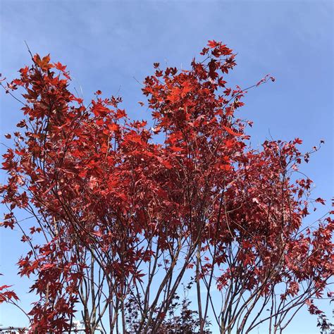 canada red chokecherry tree growth rate - Charmain Koenig