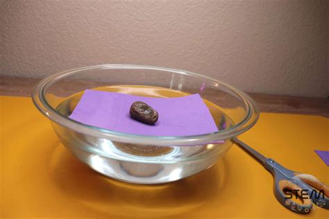 Image result for Example 1 Object That Float