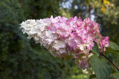 How to Grow and Care for Strawberry Vanilla Hydrangea