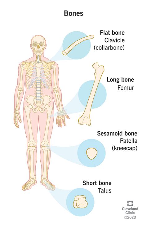 Image result for Human Bones Classification and Exaplain There Functions