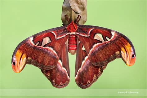 Atlas Moth - Singapore Geographic