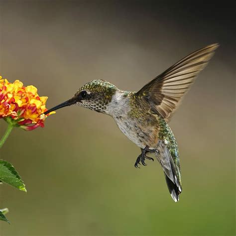 Hummingbird Heart Rate: Interesting Facts You Might Not Know ...