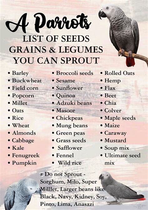 What vegetables can parakeets eat – Artofit