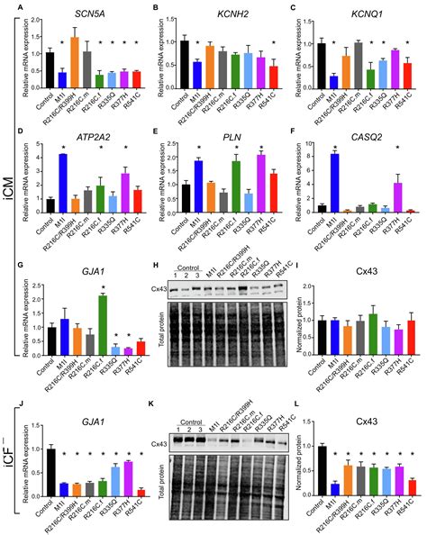 Frontiers | Phenotypic Variability in iPSC-Induced Cardiomyocytes and Cardiac Fibroblasts ...