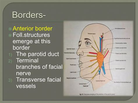 Anatomy of parotid gland | PPTX - borders of parotid gland