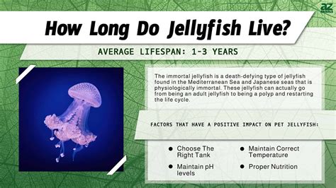Jellyfish Lifespan: How Long Do Jellyfish Live? - A-Z Animals