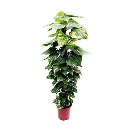 Root Bridges Indoor Green Money Plant with Pot, Live Home Plants for ...