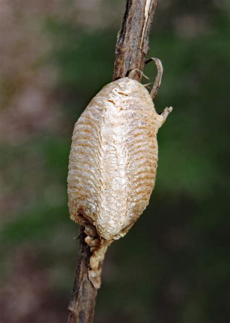 The not-so-blessed praying mantis - Farm and Dairy