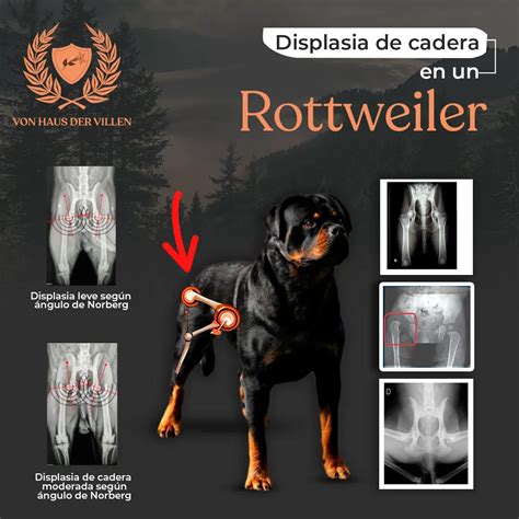 LA DISPLASIA DE CADERA EN ROTTWEILERS - VonHausDerVillen