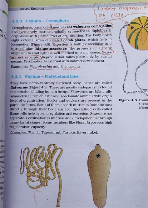 4.2.3 Phylum - Ctenophora Ctenophores, commonly known as sea walnuts or c..