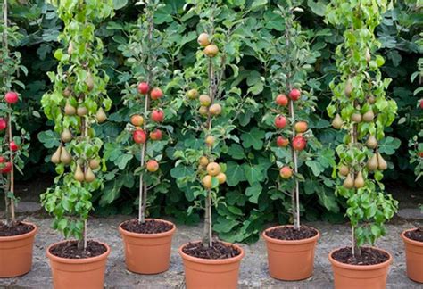 Image result for Pruning Columnar Apple Trees