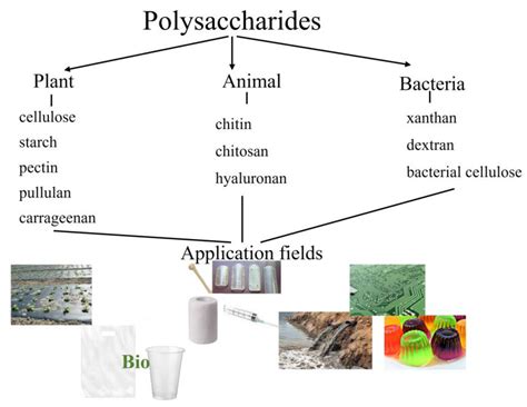 Polysaccharides for Biodegradable Packaging Materials: Past, Present ...