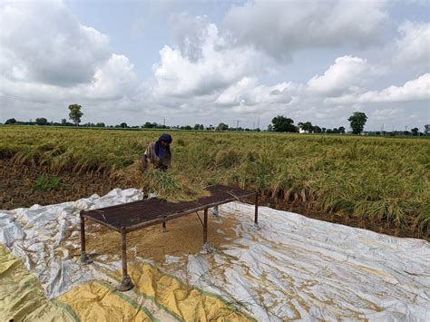 How did Farmers Curb Paddy Stubble & Straw Burning in Punjab?