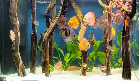 Rezultat imagine pentru Discus Tank Setup