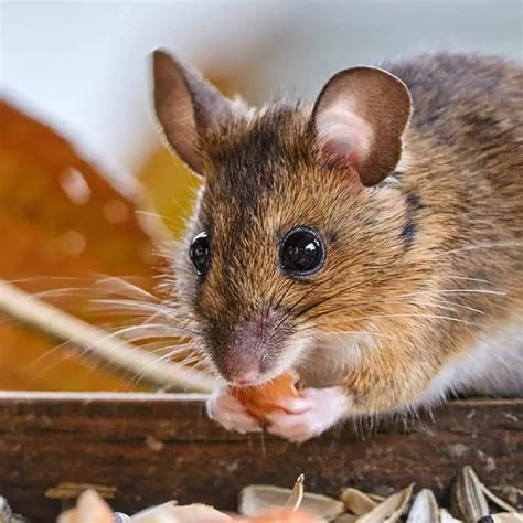 Image result for Mouse Facts