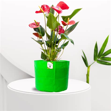 OrganicBazar 9x9 Small Grow Bag for Terrace Garden, Premium HDPE 260 G