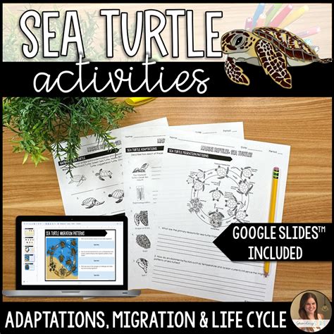 Image result for Sea Turtle Adaptations