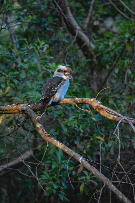 Wildlife 的图像结果