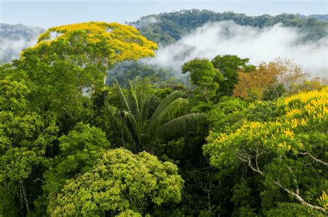 Image result for Environment