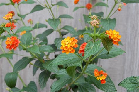 Is Lantana Flower Poisonous To Cats at Jeremy Burris blog