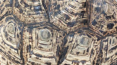 Image result for Roblox Turtle Shell Texture