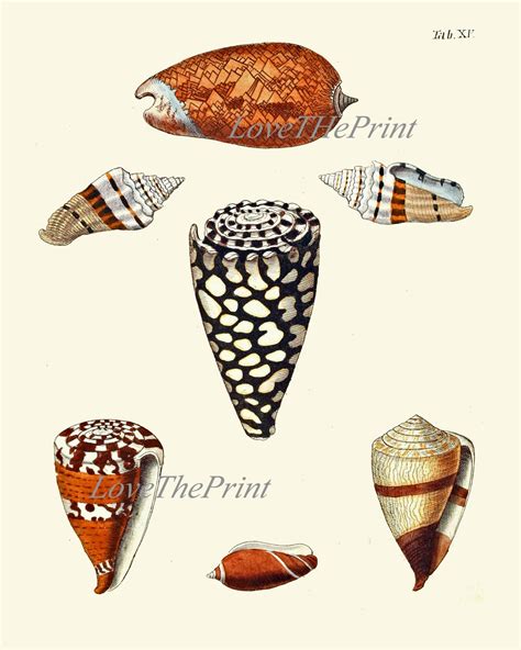 Image result for Sea Shells Prints