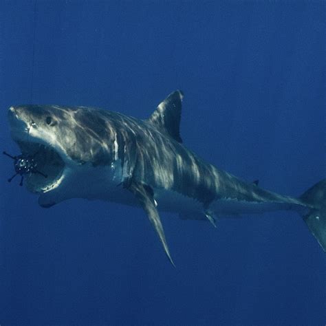 Great White Shark Eating Fish