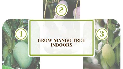 Tips for Growing Mango Tree 的图像结果
