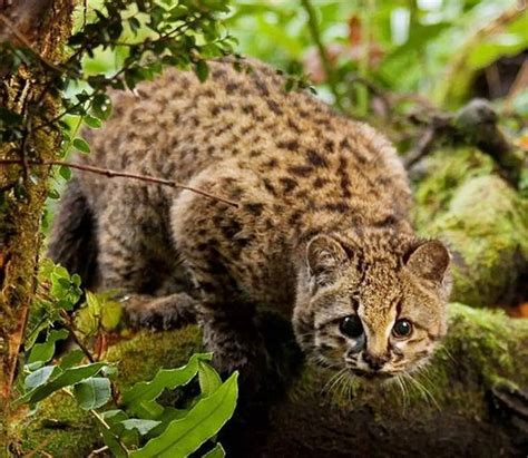 Can You Identify At Least 30 Of Wild Cat Species? Quiz
