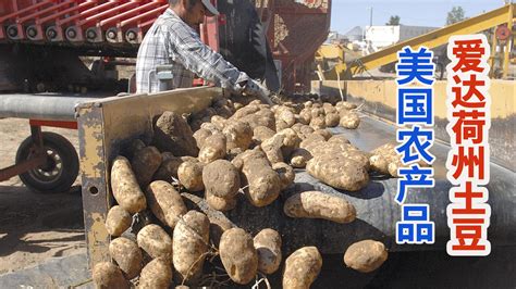 美国联合收割机采收爱达荷州土豆，成吨分类贮藏销往世界_凤凰网视频_凤凰网