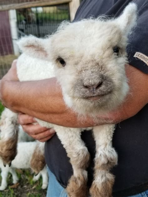 Miniature Babydoll Southdown Sheep For Sale - Tanglewood Farm Miniatures
