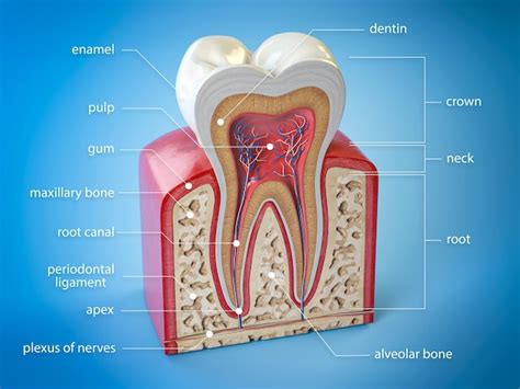 Dental tooth anatomy cross section of human tooth with infographics and ...