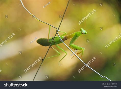 Pregnant Female Mantis Produces Large Mass Stock Photo 2246047277 ...