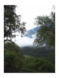 Home In The Argentinian Forest by Wwf Environmental Problems In Argentina Home In The Argentinian Forest