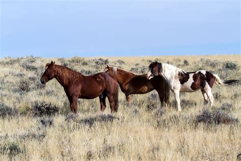 Free Images : meadow, prairie, herd, pasture, grazing, stallion, mane, fauna, grassland, mare ...