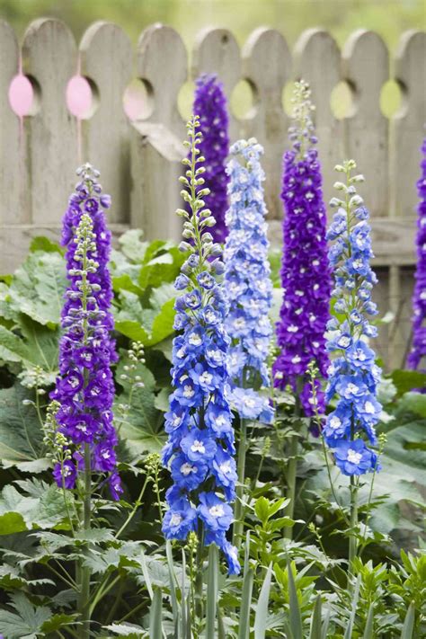 Cottage Garden Tall Plants