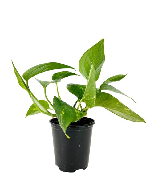 Pothos Green | Pothos Green (Gold) – Plant Club Canada