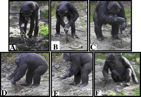 Image result for Chimps Using Sticks for Tools