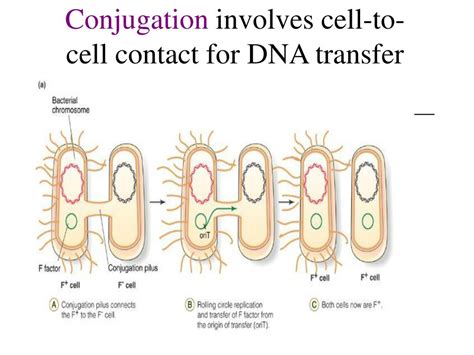 Transformation Genetics 的图像结果
