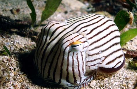 Striped Pyjama Squid | Animals, Squid, Ocean animals