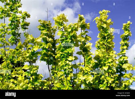 Image result for Hazelnut Tree Nut