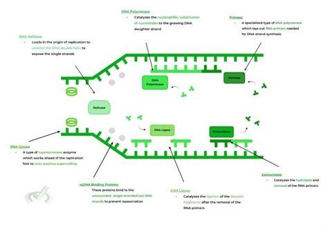 DNA Replication: Enzymes and Processes on the MCAT – MedLife Mastery