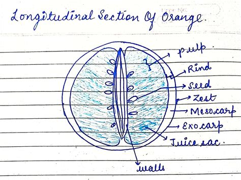 Draw a well labelled diagram of a longitudinal section of an orange ...