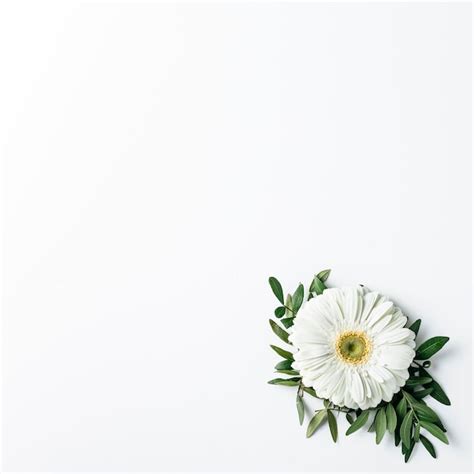 Top view of white daisy | Free Photo