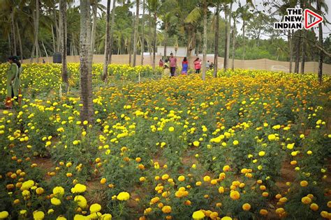 Kerala Story: Turning barren lands into blossoming marigold fields THE ...
